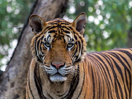 tiger foto, tiger, aggression, dyr, smuk, skønhed, bengal, sort, fange, dyr spiser kød, kat, feline, hoved, jæger, af natur, skemaet, hovedrollen, striber, pa, vild kat, natur, Zoo, dyr i naturen, dyreliv, et dyr, kigger på kameraet, dyre temaer, dag, portræt, fokus på forgrunden, udendørs, pattedyr, stor kat, tæt på, ingen mennesker, træ, hvirveldyr, dyr hoved, bakkenbart, 2K, CC0, offentligt domæne, royaltyfrie