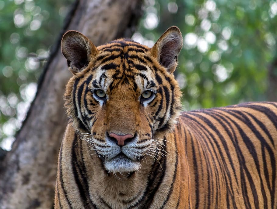 foto de tigre, tigre, agressió, animals, bonic, bellesa, Bengala, negre, captiu, els animals mengen carn, gat, felí, cap, caçador, per naturalesa, l'esquema, protagonista, ratlles, pa, gat salvatge, naturalesa, zoo, animals a la natura, fauna animal, un animal, mirant la càmera, temes d'animals, animal, dia, retrat, centrar-se en primer pla, a l'aire lliure, mamífer, gat gran, primer pla, cap gent, arbre, vertebrats, cap d’animals, bigotis, 2K