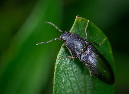 bille, insekt, Coleoptera, makro, et dyr, dyr, hvirvelløse, plante del, dyre temaer, dyreliv, blad, grøn farve, dyr i naturen, tæt på, ingen mennesker, dyr antenne, natur, dyr kropsdel, plante, selektiv fokusering, dag, zoologi, vækst, 4K, CC0, offentligt domæne, royaltyfrie