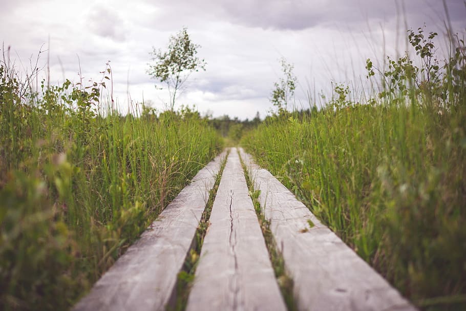 Brun, træ-, ramme, grøn, græs, dagtimerne, tilt skift objektiv foto, barer, græsser, sti, afstand, Mark, natur, landskab, liv, landdistrikterne, makro, uendelig, lige vej, boardwalk, landskabet, træ, Sky, plante, vejen frem, sky - himmel, retning, himmel, vækst, grøn farve, jord, faldende perspektiv, ingen mennesker, dag, forsvindingspunkt, miljø, transportmidler, skønhed i naturen, udendørs, spore, overflade niveau, 720P