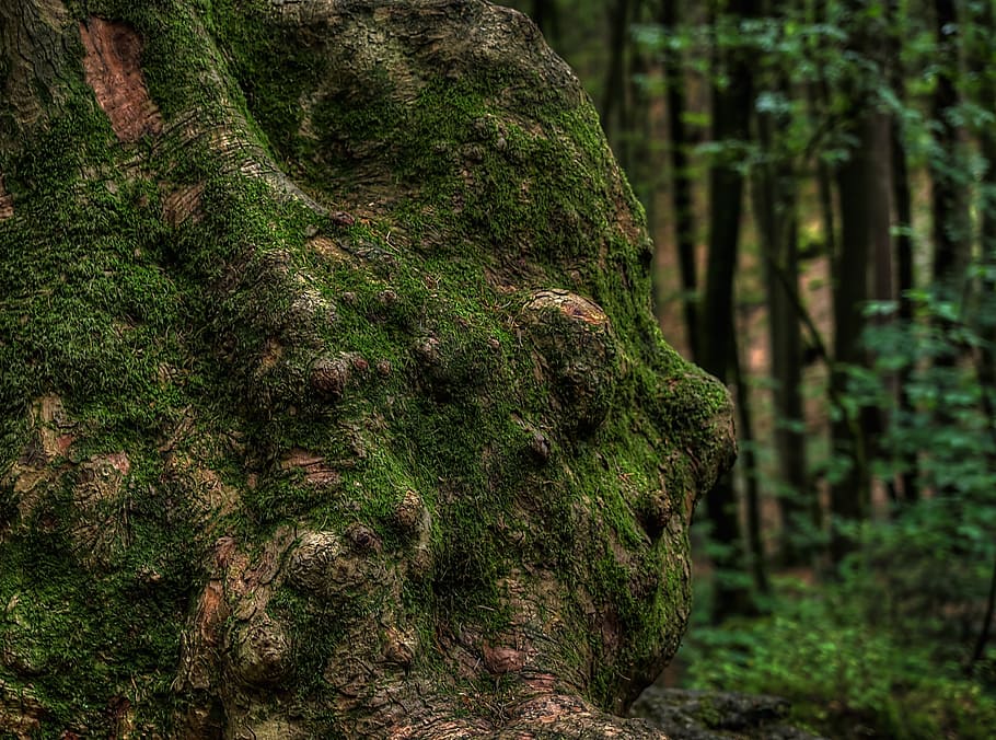 Baumstamm, knarzig, molsa, bosc, verd, bemoost, naturalesa, salvatge, bosc de conte de fades, bosc màgic, Druid Grove, planta, tronc, tronc de l'arbre, arbre, color verd, terra, centrar-se en primer pla, dia, creixement, cap gent, tranquil·litat, bellesa a la natura, primer pla, a l'aire lliure, escena no urbana, textura, escorça, 1080P