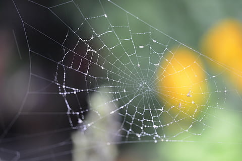 edderkoppespind, regn, edderkop, Skov, skrøbelighed, tæt på, sårbarhed, ingen mennesker, fokus på forgrunden, dyre temaer, natur, skønhed i naturen, dyr, mønster, dag, kompleksitet, selektiv fokusering, naturligt mønster, vand, våd, udendørs, dråbe, dug, 5K, CC0, offentligt domæne, royaltyfrie