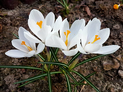 gėlės, pavasaris, Crocus, gėlė, žydintys augalai, augalų, žiedlapis, šviežumas, grožis gamtoje, pažeidžiamumas, trapumas, Iš arti, augimą, balta spalva, iris, gėlių galva, žiedynas, pobūdį, dieną, nėra žmonių, žemės, lauke, žiedadulkių, pavasarį, minkštumas, 4K, CC0, Viešasis domenas, nemokamai