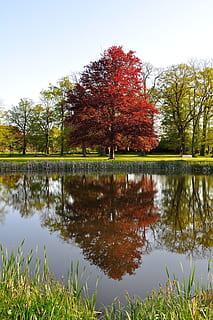 árbol, haya, luz de fondo, parque, poderoso, reflexión, otoño, naturaleza, hierba, scenics, planta, tranquilidad, agua, lago, belleza en la naturaleza, escena tranquila, crecimiento, nadie, cielo, paisajes - naturaleza, día, escena no urbana, color verde, cambio, al aire libre, lago de reflexión, 4K, CC0, dominio público, libre de derechos
