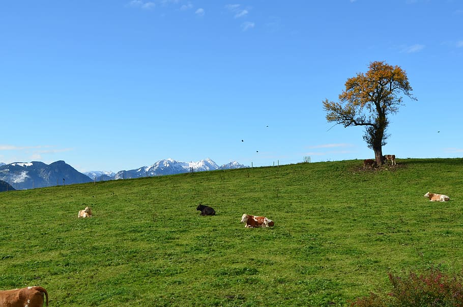 strom, alpské, pastviny, krávy, nálada, vysokohorský, pastvina, Příroda, kráva, pastvy, venkovské scény, tráva, louka, krajina, zvíře, hospodářských zvířat, hospodařit, dobytek, zemědělství, venku, nebe, scén, hora, pole, stádo, zvířata a domácí zvířata, savec, letní, kopec, zelená barva, ovce, mimoměstské scény, zvířata ve volné přírodě, zvířat, rostlina, přistát, domácí zvířata, skupina zvířat, obratlovců, domácí, domácí mazlíčci, životní prostředí, střední skupina zvířat, nikdo, býložravý, 4K