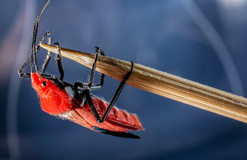 scarafaggio, coleottero rosso, insetto, macro, invertebrato, un animale, avvicinamento, fauna selvatica, animali allo stato selvatico, ala animale, natura, nessuno, all'aperto, rosso, giorno, parte del corpo animale, concentrarsi sulle conoscenze acquisite, libellula, farfalla - insetto, sfondo blu, 5K, CC0, dominio pubblico, privo di copyright