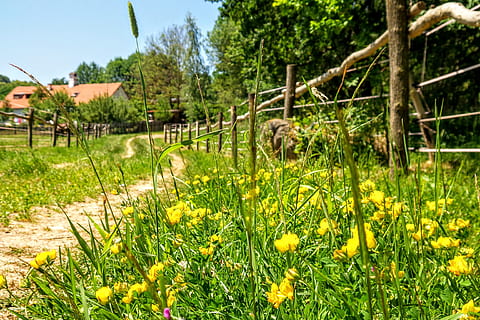 cesta, louka, tráva, Procházka, romantika, nebe, Pohled, krajina, exkurze, letní, pero, žluté květy, pastvina, venkov, vesnice, rostlina, květ, kvetoucí rostlina, strom, žlutá, krása v přírodě, růst, zelená barva, Příroda, pole, den, svěžest, klid, přistát, klidné scény, nikdo, scenics - příroda, venku, jaro, záhon, 4K, CC0, veřejná doména, bez autorských práv