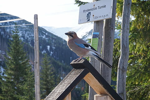 ocell, muntanyes, bosc, hivern, jay, naturalesa, Polònia, text, dia, una persona, a l'aire lliure, només dones, una sola dona, fauna animal, vertebrats, temes d'animals, animals a la natura, animal, un animal, material de fusta, centrar-se en primer pla, posat, comunicació, cap gent, signe, informació, signe d'informació, guió occidental, post de fusta, 5K, CC0, domini públic, lliure de regalies