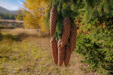 cons, picea, coníferes, arbre, agulles, exuberant, agulla, verd, ramita, pinya de pi, fruita, naturalesa, colors, assolellat, Polònia, branca, planta, centrar-se en primer pla, creixement, dia, terra, cap gent, part de la planta, tranquil·litat, primer pla, full, bellesa a la natura, bosc, a l'aire lliure, tardor, camp, arbre de coníferes, color verd, penjant, pi, condició natural, 5K, CC0, domini públic, lliure de regalies