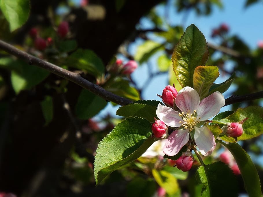 forår, bud, æble, træ, lyserød blomst, æbletræ, blomst, have, frugt træ, plante, blomstrende plante, vækst, skønhed i naturen, friskhed, skrøbelighed, tæt på, sårbarhed, kronblad, fokus på forgrunden, plante del, dag, blad, natur, afdeling, lyserød farve, blomsterhoved, blomsterstand, ingen mennesker, pollen, udendørs, kirsebær blomst, 2K