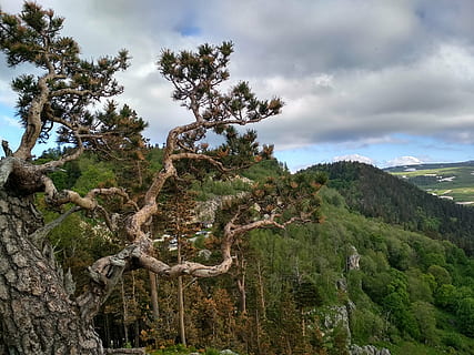 Natur, Himmel, Wolken, Wolke, Berge, Felsen, Baum, Schlucht, Krone, Pflanze, Landschaft, Sommer-, Leerzeichen, wolke - himmel, Schönheit in der Natur, Szenen - Natur, Umgebung, Ruhe, Land, Nicht-städtische Szene, ruhige Szene, Wachstum, keine Leute, Wald, Tag, grüne Farbe, Berg, draußen, Kiefer, Nadelbaum, 4K, CC0, gemeinfrei, lizenzfrei
