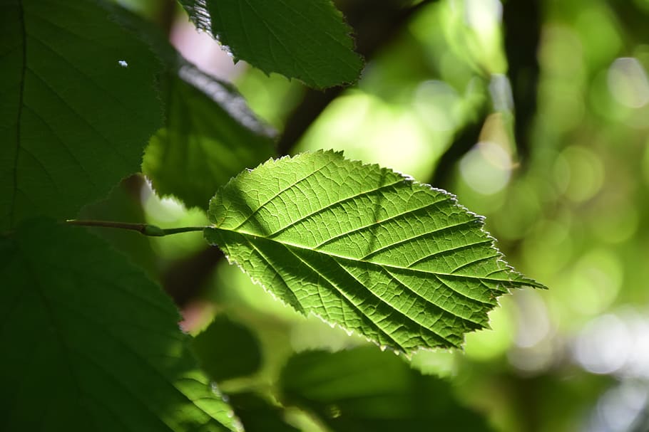 Blatt, Baum, Laub, Natur, Grün, Wald, Ast, Sonnenlicht, Licht, Pflanze, Sonne, durchscheinen, Pflanzenteil, grüne Farbe, Nahansicht, Schönheit in der Natur, Wachstum, Fokus auf den Vordergrund, Blattvene, Tag, keine Leute, draußen, selektiver Fokus, Blätter, Frische, Zerbrechlichkeit, Verletzlichkeit, 5K