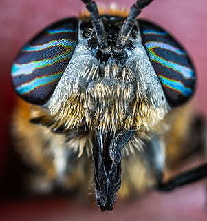 macro, ritratto, tafano, insetto, occhi, bespozvonochnoe, ditteri, corto, temi animali, un animale, animale, invertebrato, parte del corpo animale, avvicinamento, fauna selvatica, animali allo stato selvatico, ala animale, volare, primo piano estremo, testa di animale, nessuno, occhio, occhio animale, concentrarsi sulle conoscenze acquisite, artropodo, natura, bocca animale, 4K, CC0, dominio pubblico, privo di copyright