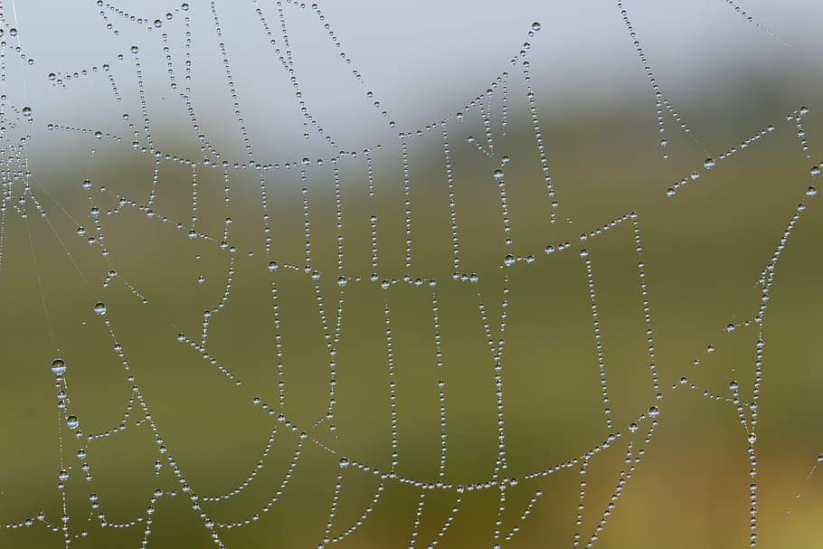 Spinnennetz, Netzwerk, Tautropfen, Tau, Morgensonne, schließen, Makro, Stimmung, morgentau, Perlen, Spinnennetz mit Wasserperlen, Naturschutz, Natur, Spinne, fallen, Sommer-, nass, Wasser, Nahansicht, keine Leute, Hintergründe, Muster, Vollbild, Zerbrechlichkeit, Verletzlichkeit, Regen, Schönheit in der Natur, natürliches Muster, draußen, Fokus auf den Vordergrund, Komplexität, Regentropfen, konzentrisch, Klima, 5K