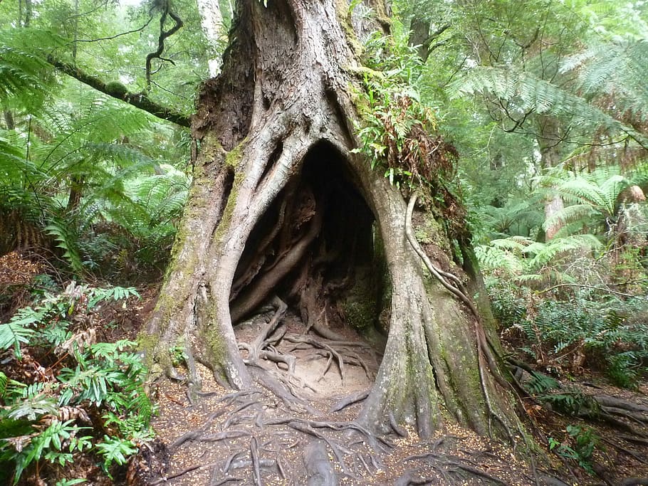 foto, verd, arbre, bosc, marró, arrels d’arbres, cova, naturalesa, escorça, registre, accessible, tronc de l'arbre, cap gent, dia, planta, creixement, terra, tronc, arrel, part de la planta, tranquil·litat, color verd, full, a l'aire lliure, branca, bellesa a la natura, material de fusta, 2K