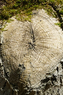 log, uzel stromu, idylický, les, jaro, romantický, turistika, relaxace, tichý, mech, strom, kůra, kmen stromu, pařez, rostlina, texturou, strom prsten, kufr, Příroda, den, detail, nikdo, dřevo, dřevo - materiál, hrubý, pozadí, přírodní vzor, celý rám, venku, 5K, CC0, veřejná doména, bez autorských práv