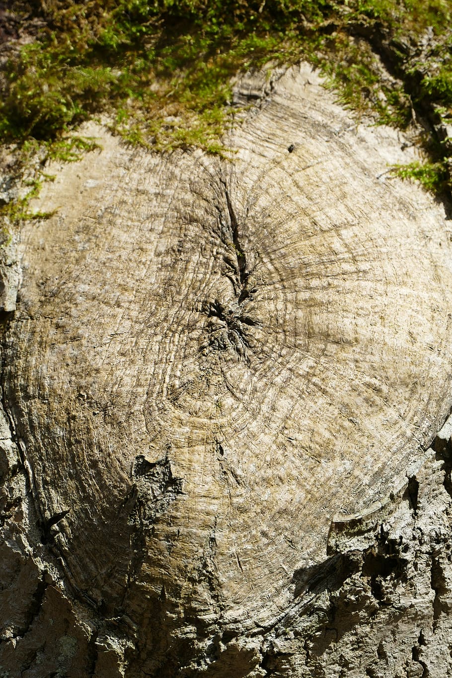 log, uzel stromu, idylický, les, jaro, romantický, turistika, relaxace, tichý, mech, strom, kůra, kmen stromu, pařez, rostlina, texturou, strom prsten, kufr, Příroda, den, detail, nikdo, dřevo, dřevo - materiál, hrubý, pozadí, přírodní vzor, celý rám, venku, 5K