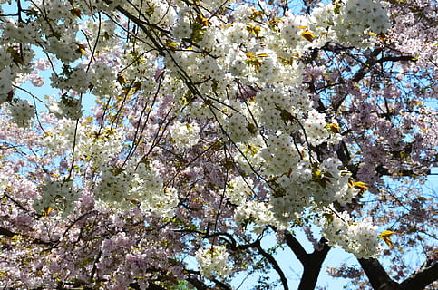 sakura, kirsebær, pink, træ, japansk, kirsebær, lyserød, hvid, japanske kirsebærblomster, blomster, natur, forår, kirsebær blomst, blomst, blomstre, afdeling, japan, lyserød farve, blomsterhoved, plante, kronblad, Kirsebærtræ, sæson, udendørs, skønhed i naturen, April, blomstrende plante, skrøbelighed, vækst, friskhed, sårbarhed, lav vinkel visning, dag, frugt træ, en person, sollys, 1080P, CC0, offentligt domæne, royaltyfrie