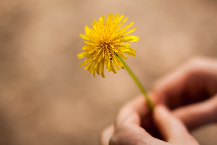 flor de dona que sosté, bonic, florir, florint, flor, borrós, brillant, brots, primer pla, color, dent de lleó, la llum del dia, delicada, medi ambient, flora, creixement, mà, celebració, macro, naturalesa, a l'aire lliure, pètals, estiu, salvatge, groc, planta amb flors, mà humana, part del cos humà, frescor, planta, bellesa a la natura, fragilitat, cap de flor, part del cos, enfocament selectiu, vulnerabilitat, una persona, extremitat humana, dit, 4K