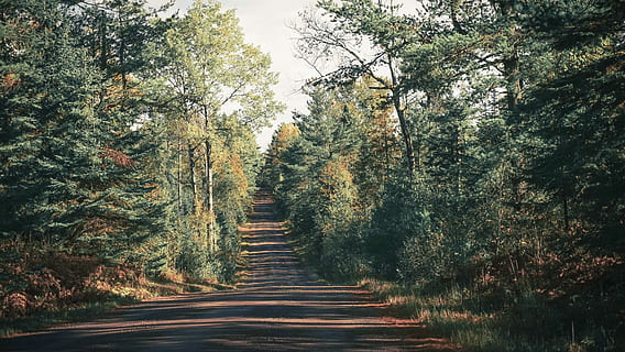 gri, şerit, ağaçlar, gündüz, açık, yol, yeşil, Izlemek, patika, orman, ormanlık, gölge, gökyüzü, minnesotum, minnesotum'u keşfedin, daha fazla keşfet, kamp yapmak, seyahat, ağaç, bitki, yön, ileriye giden yol, büyüme, huzur, doğa, arazi, insansız, azalan perspektif, sakin sahne, doğada güzellik, taşımacılık, gün, kentsel olmayan sahne, Ufuk Noktası, sonbahar, açık havada, değişiklik, treelined, uzun, 5K, CC0, kamu malı, telif ücretsiz
