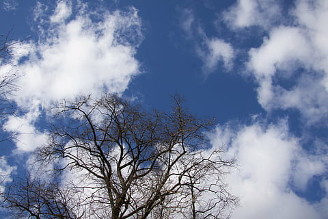 strom, mraky, nebe, modrý, silueta, duben, jaro, nízký úhel pohledu, mrak - nebe, rostlina, holý strom, krása v přírodě, větev, Příroda, nikdo, den, klid, venku, scenics - příroda, růst, slunečního světla, klidné scény, bílá barva, strom baldachýn, 4K, CC0, veřejná doména, bez autorských práv