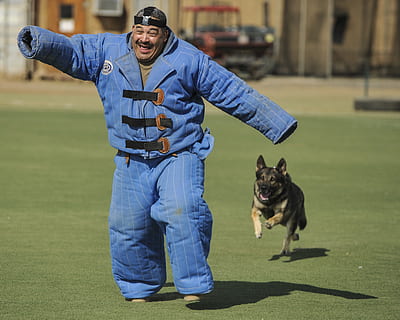 adulte, noir, bronzer, Berger allemand, ciselure, homme, portant, épais, bleu, costume, chien, attaque, entraînement, garde, canin, agressif, travail, un service, protection, Sécurité, animaux domestiques, en plein air, animal, Hommes, personnes, national, mammifère, une personne, un animal, Vrais gens, vertébré, permanent, toute la longueur, Vêtements, propriétaire d'animal domestique, gouvernement, bras humain, petit, 2K, CC0, domaine public, libre de droits