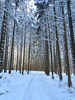 alberi forestali, giorno, foresta, alberi, sentiero nel bosco, inverno, la neve, strada forestale, temperatura fredda, tempo metereologico, natura, albero, pianta, terra, la tranquillità, bellezza nella natura, scena tranquilla, Colore bianco, scenics - natura, copertura, bosco, tronco, tronco d'albero, scena non urbana, congelato, nessuno, all'aperto, montagna innevata, albero di conifere, 2K, CC0, dominio pubblico, privo di copyright
