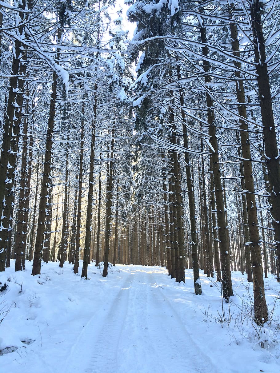 alberi forestali, giorno, foresta, alberi, sentiero nel bosco, inverno, la neve, strada forestale, temperatura fredda, tempo metereologico, natura, albero, pianta, terra, la tranquillità, bellezza nella natura, scena tranquilla, Colore bianco, scenics - natura, copertura, bosco, tronco, tronco d'albero, scena non urbana, congelato, nessuno, all'aperto, montagna innevata, albero di conifere, 2K