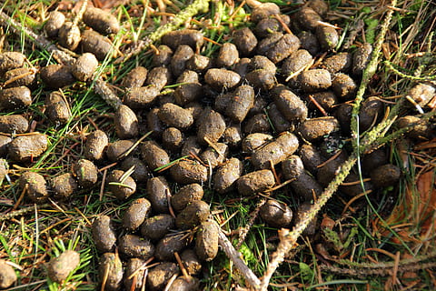 solution, dung, excrement, forest, forest floor, animals, no people, nature, plant, day, full frame, close-up, high angle view, growth, land, beauty in nature, backgrounds, abundance, sunlight, large group of objects, brown, outdoors, dry, freshness, food and drink, field, 5K, CC0, public domain, royalty free