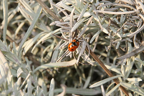 lavendel, lieveheersbeestje, de lente, pairing, insect, natuur, macro, bloesem, bloeien, tuin-, geluk, dierlijke thema's, dierenleven, dieren in het wild, dier, ongewerveld, kever, één dier, fabriek, dag, geen mensen, rood, detailopname, buitenshuis, selectieve aandacht, groei, hoge hoekmening, 4K, CC0, publiek domein, royaltyvrij