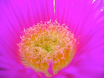 blomster, flora, vår, snik, lilla, blomst, blomstrende plante, rosa farge, anlegg, skjønnhet i naturen, friskhet, petal, sårbarhet, skjørhet, nærbilde, vekst, inflorescence, blomsterhodet, pollen, selektiv fokusering, natur, ingen folk, stamen, ekstrem nærbilde, mykhet, 1080P, CC0, offentlig domene, opphavsrett gratis