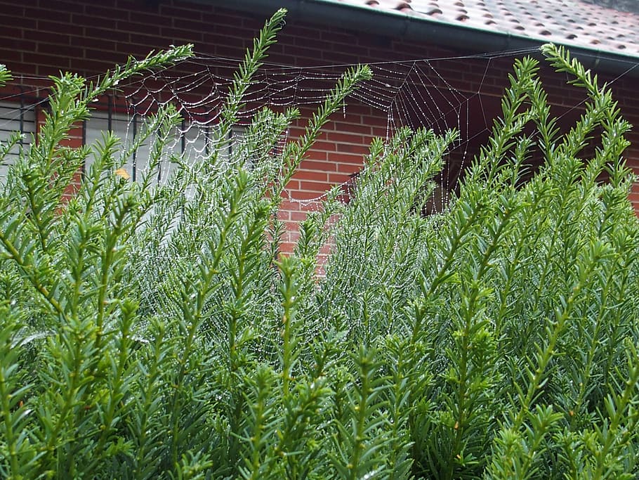 Spinnennetz, nass, Wachstum, grüne Farbe, Pflanze, Tag, Natur, keine Leute, die Architektur, Schönheit in der Natur, gebaute Struktur, Feld, draußen, Pflanzenteil, Blatt, Gebäudehülle, Land, Ruhe, Landwirtschaft, Gebäude, ländliche Szene, Nahansicht, Baumschule, 4K