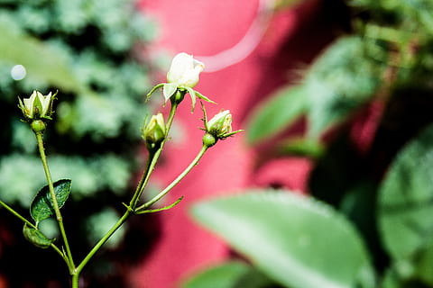 knap, plante, blomst, grøn, blomsterkrukke, blomster, botanik, natur, forår, blomstrende plante, vækst, friskhed, skønhed i naturen, tæt på, sårbarhed, skrøbelighed, ingen mennesker, plante del, selektiv fokusering, blad, fokus på forgrunden, grøn farve, kronblad, rød, blomsterhoved, plantestamme, udendørs, bægerblad, 4K, CC0, offentligt domæne, royaltyfrie