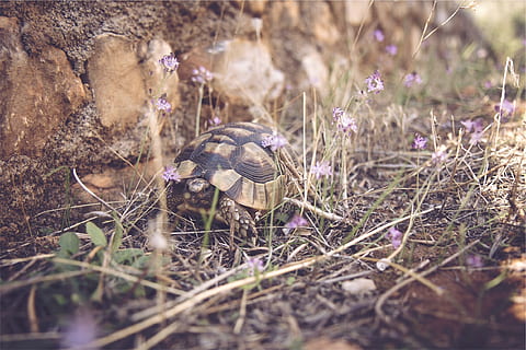 turtle, shell, animal, plant, land, nature, selective focus, field, day, no people, growth, animal wildlife, grass, mushroom, fungus, animal themes, animals in the wild, one animal, vegetable, close-up, outdoors, beauty in nature, toadstool, 1080P, CC0, public domain, royalty free