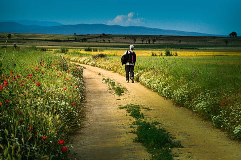 Gehhilfe, Solo, Pfad, Rückansicht, Landwirtschaft, Feld, Bauernhof, ländliche Szene, in voller Länge, Pflanze, Natur, Gehen, Landschaft, eine Person, Blume, blühende Pflanze, Land, Schönheit in der Natur, Tag, Männer, Erwachsene, Freizeitbeschäftigung, der Weg nach vorn, Transport, Sonnenlicht, draußen, 5K, CC0, gemeinfrei, lizenzfrei