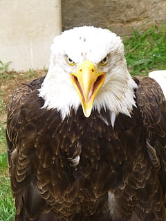 àguila calba, depredador, ocell, volar, àguila, ales, ploma, vida salvatge, bec, salvatge, dom, a l'aire lliure, aviària, majestuós, criatura, desert, naturalesa, mamífer, vertebrats, animal, rapinyaire, animals a la natura, un animal, temes d'animals, fauna animal, àguila - ocell, centrar-se en primer pla, retrat, primer pla, dia, cap gent, mirant la càmera, part del cos dels animals, vista frontal, cap d’animals, boca oberta, ull d’animals, 4K, CC0, domini públic, lliure de regalies