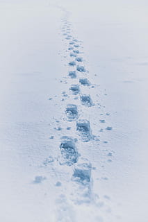 impronta nella neve, orme sulla neve, orma, passo, avvio, impressione, la neve, inverno, nessuno, temperatura fredda, natura, giorno, Colore bianco, vista dall'alto, copertura, campo, all'aperto, bianca, terra, pista di animali, la tranquillità, orma di Zampa, neve alta, bellezza nella natura, neve polverosa, 5K, CC0, dominio pubblico, privo di copyright