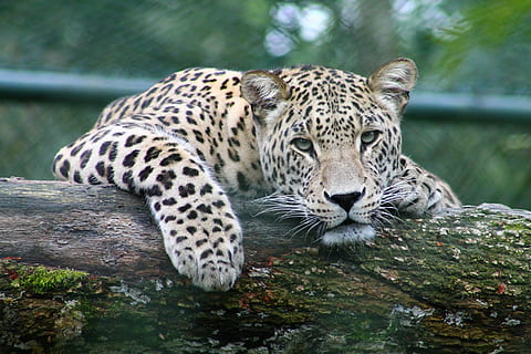 lleopard, tronc de fusta, fusta, registre, vida salvatge, animal, gat no domesticat, naturalesa, carnívor, animals a la natura, gat gran, perill, mamífer, felí, Espècies en perill d'extinció, animals de safari, Àfrica, gran, àrea salvatge, un animal, fauna animal, temes d'animals, dia, a l'aire lliure, gat, relaxació, arbre, vertebrats, carnivora, cap gent, marques d’animals, descans, material de fusta, zoo, bigotis, 4K, CC0, domini públic, lliure de regalies