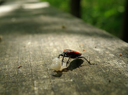 coccinelle, macro, Erreur, forêt, animal, la nature, banc, thèmes animaux, la faune des animaux, animaux à l'état sauvage, invertébré, insecte, un animal, mise au point sélective, journée, personne, fermer, bois - matériau, mouche domestique, aile des animaux, en plein air, voler, sentier, fourmi, à la surface, 2K, CC0, domaine public, libre de droits