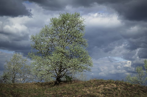 forår, regn skyen, natur, træ, overskyet, himmel, blå, naturlig, landskab, sæson, udendørs, cloudscape, farve, atmosfære, sky - himmel, scenics, ingen mennesker, skønhed i naturen, landlige scene, græs, landskaber, Mark, plante, ro, rolig scene, vækst, scenics - natur, jord, miljø, dag, ikke-urbane scene, grøn farve, 1080P, CC0, offentligt domæne, royaltyfrie