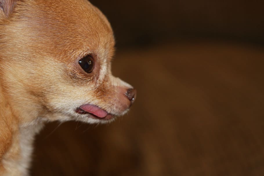 selektiv, fokus fotografie, bräunen, Chihuahua Welpe, Chihuahua, reinrassig, klein, Eckzahn, winzig, Rasse, süß, pelzig, Begleiter, beste Freunde, Tier, Hund, Haustier, Hündchen, rotes Fell, Teetasse Chihuahua, Chihuahua-Profil, bezaubernd, Süss, lustig, Zunge, Apfelkopf-Chihuahua, glücklich, Freund, Nase, spielerisch, Familie, wenig, Glück, Spaß, inländisch, Pelz, Liebe, Augen, Gesicht, Porträt, Mädchen, Haustiere, Chihuahua - Hund, reinrassiger Hund, Säugetier, braun, ein Tier, Jungtier, Tiere und Haustiere, suchen, Tierthemen, Tierkopf, Tierkörperteil, Nahansicht, keine Leute, Wirbeltier, Schoßhund, Fokus auf den Vordergrund, drinnen, Profilansicht, Tierauge, Tiermund, Mund offen, 4K