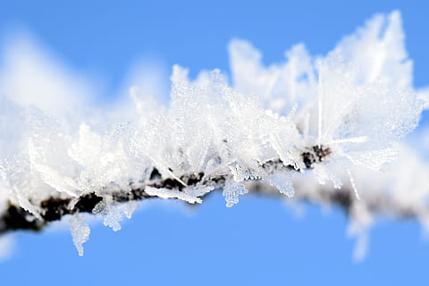makrofotografering, hvid, blade, frost, vinterlige, is, vinter magi, vinter, kold, rimfrost, Frosset, natur, isblomster, tæt, krystaller, smuk, blå, kopiere plads, baggrunde, kold temperatur, hvid farve, sne, snefnug, ekstrem nærbillede, tæt på, himmel, ingen mennesker, plante, skønhed i naturen, makro, træ, udendørs, abstrakte baggrunde, fyrretræ, sner, tekstureret effekt, 5K, CC0, offentligt domæne, royaltyfrie