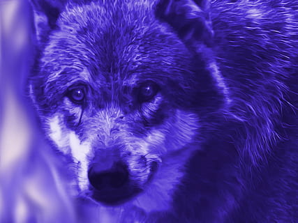 volpe adulta, fantasia, lupo, blu, modificato, mistico, fiabe, un animale, guardando la fotocamera, mammifero, ritratto, parte del corpo animale, avvicinamento, cane, canino, fauna selvatica, nessuno, animali allo stato selvatico, vista frontale, domestico, vertebrato, animali domestici, occhio animale, viola, aggressione, 4K, CC0, dominio pubblico, privo di copyright