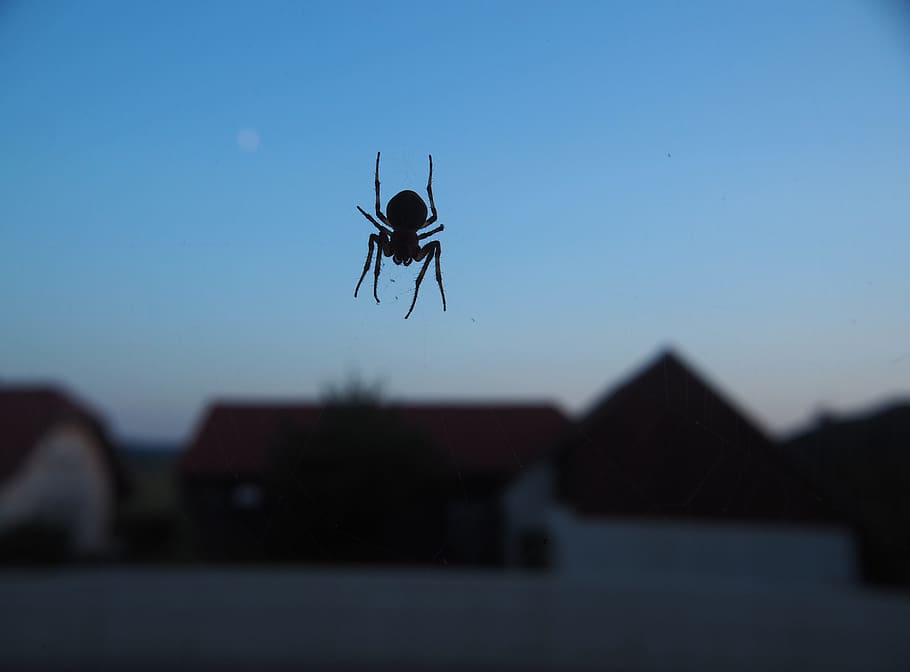 araña, red, Abendstimmung, cerrar, arácnido, naturaleza, Víspera de Todos los Santos, temor, invertebrado, insecto, temas de animales, animal, un animal, animales en la naturaleza, fauna animal, cielo, exterior del edificio, arquitectura, centrarse en primer plano, de cerca, azul, artrópodo, cielo limpio, nadie, estructura construida, al aire libre, 4K