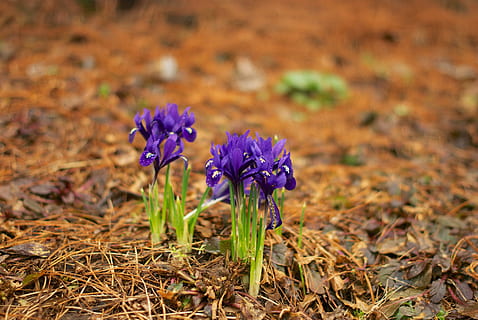 iris, primavera, jardí físic, flora, flors, flor, florir, brot, verds, flor de jardí, planta ornamental, blau, planta amb flors, porpra, planta, naturalesa, bellesa a la natura, frescor, centrar-se en primer pla, cap gent, primer pla, full, vulnerabilitat, fragilitat, part de la planta, terra, dia, a l'aire lliure, camp, menjar, botànica, cap de flor, 4K, CC0, domini públic, lliure de regalies