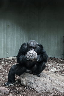 abe, bedrift, fodbold, gorilla, hjørne, sort, primat, hvid, Brun, bold, dyr, pattedyr, dyreliv, truede arter, et dyr, dyre temaer, chimpanse, hvirveldyr, ingen mennesker, dyr i naturen, sidder, sort farve, dag, lempelse, dyr i fangenskab, Zoo, ungt dyr, zoologi, dyre familie, 4K, CC0, offentligt domæne, royaltyfrie