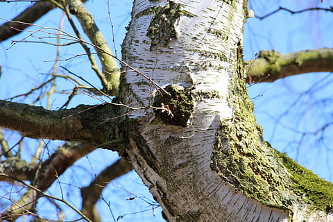 boom, berk, natuur, de lente, stam, romp, boomstam, fabriek, focus op de voorgrond, dierenleven, tak, dag, dier, dierlijke thema's, lage hoekweergave, dieren in het wild, geen mensen, getextureerde, één dier, buitenshuis, ongewerveld, plantenschors, hout - materiaal, schors, korstmos, 5K, CC0, publiek domein, royaltyvrij