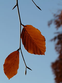 frunze, pereche, fag, Două, ambii, fagus sylvatica, Fagus, Foioase, toamna de aur, aurul octombrie, toamnă, octombrie, pădure, de aur, luminos, soare, lumina din spate, colorat, culoare, Schimbare, în aer liber, zi, nici o persoana, a închide, parte a plantelor, natură, cer, culoare portocalie, plantă, copac, cer senin, vedere unghiulară joasă, frumusețe în natură, să se concentreze asupra primelor elemente, vena frunzelor, uscat, maro, starea naturala, 2K, CC0, domeniu public, fără drepturi de autor