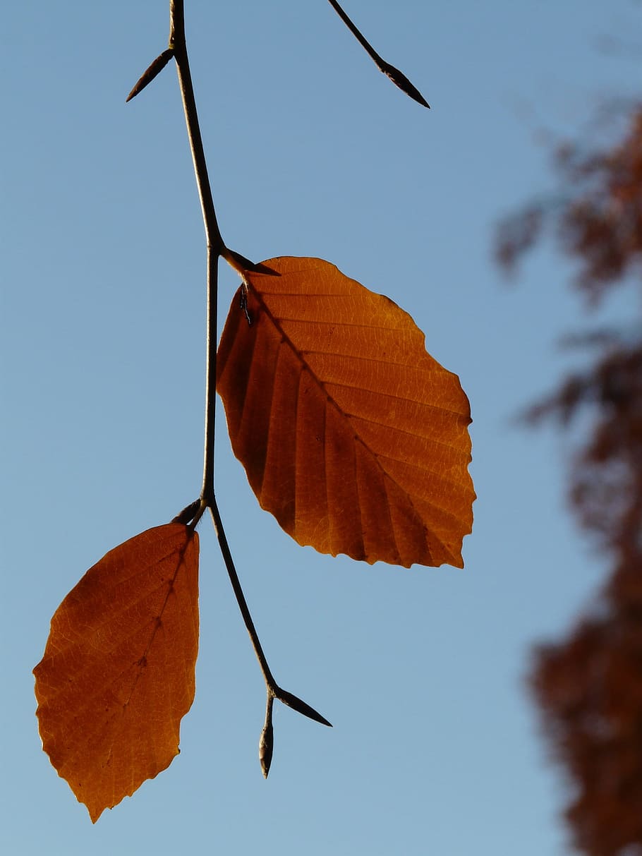 frunze, pereche, fag, Două, ambii, fagus sylvatica, Fagus, Foioase, toamna de aur, aurul octombrie, toamnă, octombrie, pădure, de aur, luminos, soare, lumina din spate, colorat, culoare, Schimbare, în aer liber, zi, nici o persoana, a închide, parte a plantelor, natură, cer, culoare portocalie, plantă, copac, cer senin, vedere unghiulară joasă, frumusețe în natură, să se concentreze asupra primelor elemente, vena frunzelor, uscat, maro, starea naturala, 2K