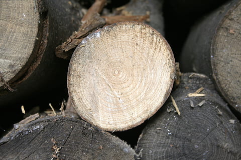 sosna, pnie drzew, drewno, las, drzewo, bagażnik samochodowy, Natura, piana, tekstura, tło, struktura, kora, lasy, drzewny, log, drewno - materiał, wylesianie, zbliżenie, stos, przemysł drzewny, żadnych ludzi, drewno kominkowe, na dworze, teksturowane, pełna ramka, skupić się na pierwszym planie, kształt, dzień, okrąg, 2K, CC0, domena publiczna, darmowe zdjęcia